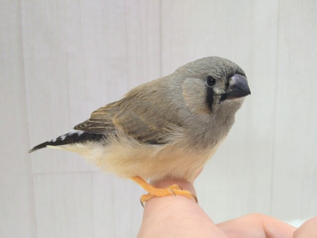 最新画像あります！かなりレアです‼️ムッとしたお顔が可愛すぎます！ジャンボキンカ鳥ヒナ〜