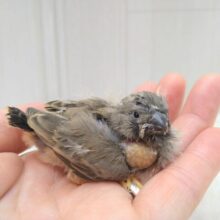 レアフィンチ参上！ジャンボキンカ鳥ヒナノーマルさん