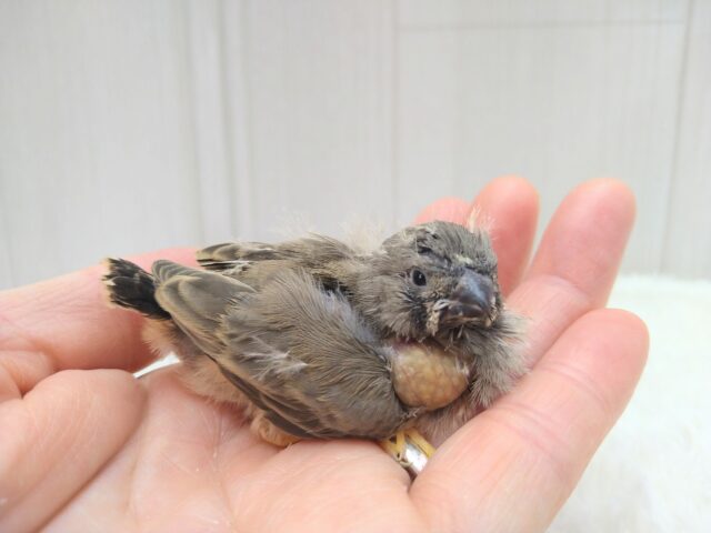 レアフィンチ参上！ジャンボキンカ鳥ヒナノーマルさん