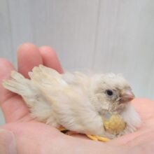 激レアフィンチ参上！ジャンボキンカ鳥ヒナ色変わり〜