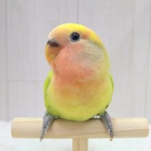 最新画像あります！隠された派手派手カラーを見せておくれ〜💚💛コザクラインコ（タイガーチェリーオパーリン）🍒