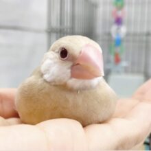 最新画像あり⭐️ちっちゃなミルクティー🧋シナモン文鳥