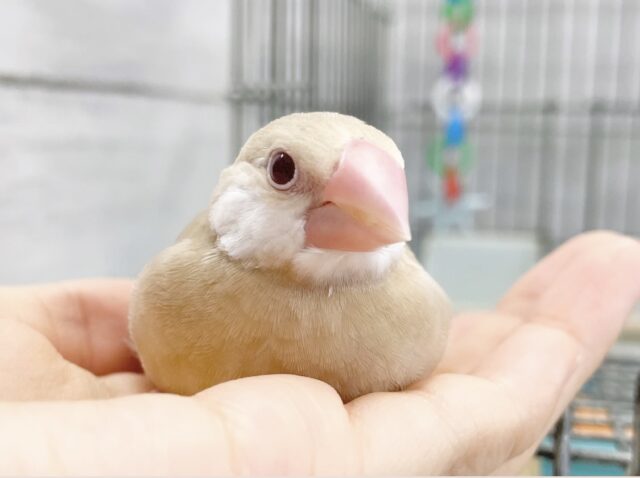最新画像あり⭐️ちっちゃなミルクティー🧋シナモン文鳥