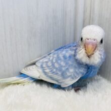 白のレース素敵でしょ✨セキセイインコ爽やかブルースパングル！！