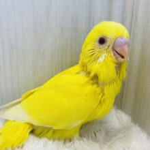 太陽サンサン️☀️.°‪🔆‬みんなを明るく照らしちゃう！セキセイインコのルチノー❤️