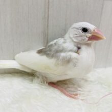 キリッとしたイケメンフェイス✨実は甘えん坊な白文鳥‼️