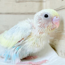 甘々コットンキャンディ🐣🍬セキセイインコ(パステルカラーレインボースパングル) ヒナ