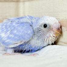 あざと可愛い💞セキセイインコ(スパングル) ヒナ