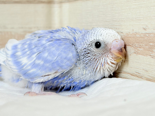 あざと可愛い💞セキセイインコ(スパングル) ヒナ