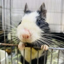 最新画像有ります‼️まるでタイツを被ったような見た目の『もじお』くん☺️デグーのブラックパイド❣️