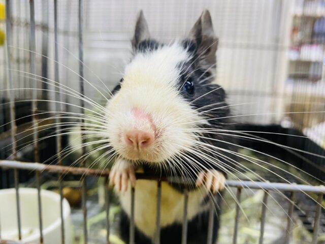 最新画像有ります‼️まるでタイツを被ったような見た目の『もじお』くん☺️デグーのブラックパイド❣️