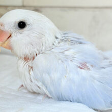 淡🫧パープルの魅力💜コザクラインコ(ダイリュートブルーバイオレットシナモンオパーリン) ヒナ