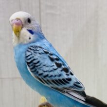 最新画像有ります✌🏻️´-🩵爽やか〜な青空ブルーはいかが❓暑いこの季節にピッタリカラー✈️セキセイインコのオパーリン