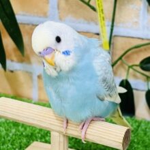 7/16更新☆激甘ラムネ🩵ブルー系パステルレインボー