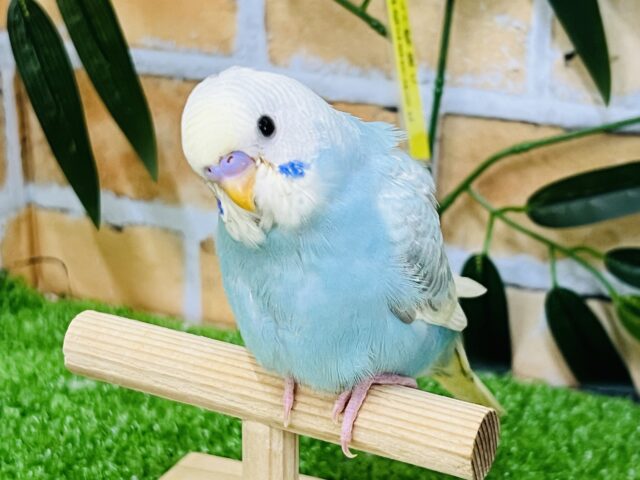 7/16更新☆激甘ラムネ🩵ブルー系パステルレインボー