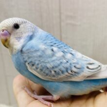 最新画像有ります❗️キュルキュルおめめに見つめられちゃう*`~🩵~ちょっぴり恥ずかしがり屋？セキセイインコのスパングル🪽