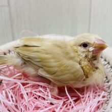 最新画像有ります‼️あわ〜いシナモンカラー楽しみですっ🧡シナモン文鳥‼️