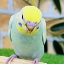 7/16更新☆食いしん坊のムチムチ💚エメラルド系パステルレインボーパイド