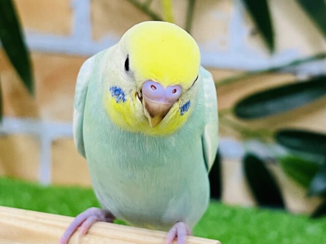 7/16更新☆食いしん坊のムチムチ💚エメラルド系パステルレインボーパイド