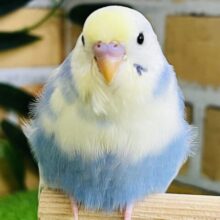 7/16更新☆くっきり2色💙💛レインボースパングルパイド