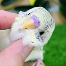 7/16更新☆レーズンバタークリーム💛クリームハルクイン入舎しました♪