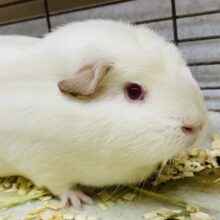 最新画像あります🌟たれみみとつむじがチャームポイント⭐️クレステッドロシアンモルモット❣️