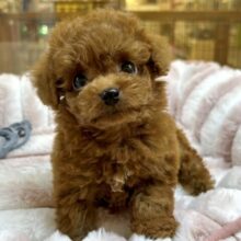 ちっちゃなお人形さん🧸トイプードル男の子