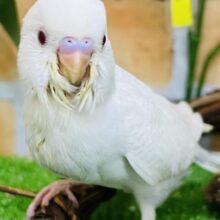 7/17更新☆もう既にカキカキ大好き？？♡セキセイインコのヒナ(ファロー)入荷しました❤️