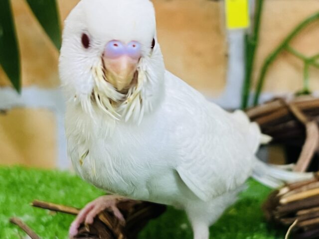 7/17更新☆もう既にカキカキ大好き？？♡セキセイインコのヒナ(ファロー)入荷しました❤️