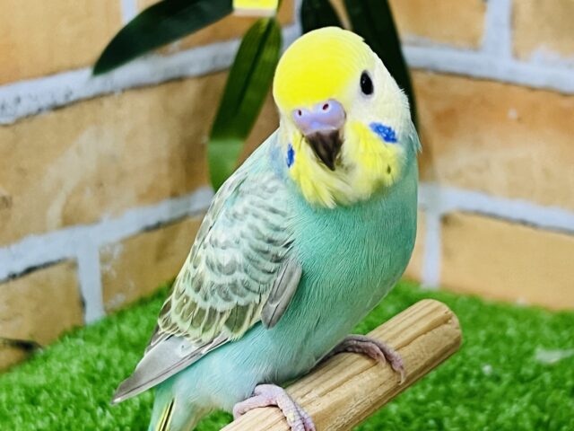 ②もちもち♡グリーンが濃いよ☆セキセイインコ（レインボースパングル）