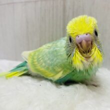 メロメロになっちゃうメロンカラー🍈🫧セキセイインコ(パステルカラーレインボー)✨