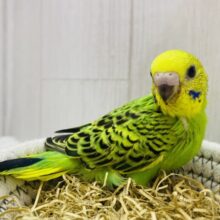 王道人気は譲りませんよ〜😏セキセイインコのオパーリン💚