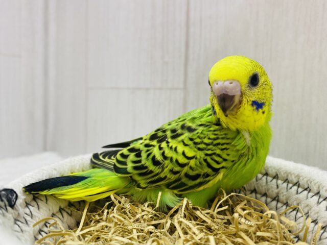 王道人気は譲りませんよ〜😏セキセイインコのオパーリン💚