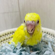 どこにいても目が合っちゃう😍レモンカラーのセキセイインコ（ルチノー）🍋💛