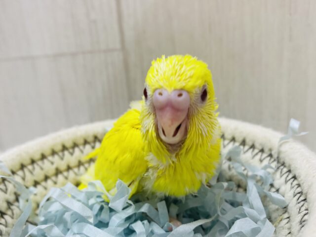 どこにいても目が合っちゃう😍レモンカラーのセキセイインコ（ルチノー）🍋💛