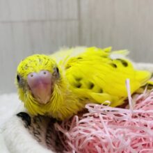 黒が少なめ🤔❓キリッとイケメン！！セキセイインコの黄ハルクイン💛