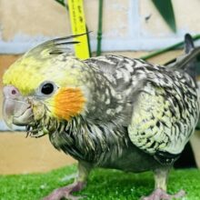 7/24更新☆たっくさん散りばめておきました✨オカメインコ（パール）