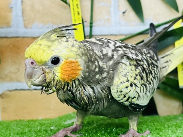 7/24更新☆たっくさん散りばめておきました✨オカメインコ（パール）