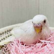 純白🫧🤍🪽𓂃ユキちゃんやって来ました！セキセイインコ(アルビノ)