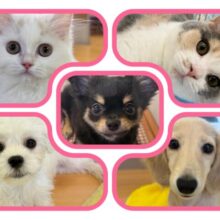 夏休みフェア開催中⋆⸜🌻⸝‍⋆可愛い家族を見つけちゃいましょ〜‼️