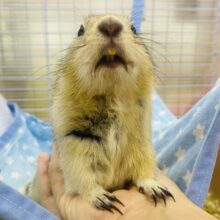 手にぴとっ💕が大好きなんです☺️甘えん坊なリチャードソンジリス💙