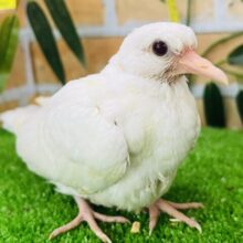 うるうる瞳のピュアなギンバト入舎しました♡