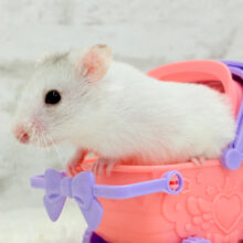 お天気良いしお出かけしよっ🐹‪☆カラーハムスター(男の子)