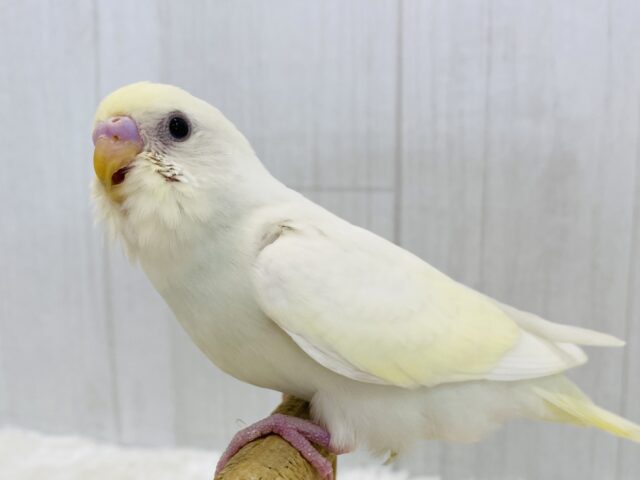 最新画像有ります❗️甘々クリームちゃんはいかがですか〜🍨✨ぱっちりおめめのセキセイインコクリーム🫶