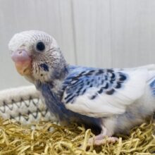 パッチリおめめなキュートな子です💕セキセイインコのパイドカラー⭐️