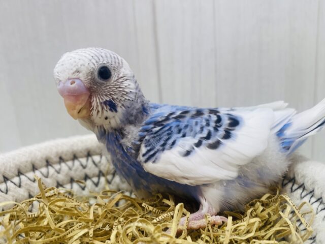 パッチリおめめなキュートな子です💕セキセイインコのパイドカラー⭐️