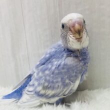 ふわっと香るラベンダーカラー🪻💜上品なセキセイインコのスパングル！！