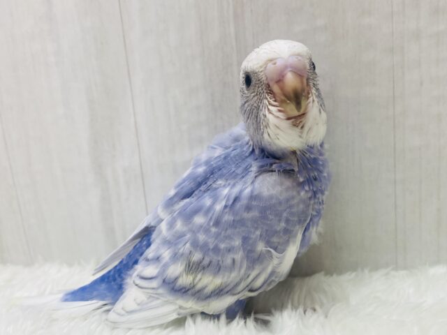ふわっと香るラベンダーカラー🪻💜上品なセキセイインコのスパングル！！