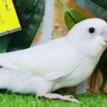 ぶりぶりで大きいぞ！黒目の白いインコ🖤セキセイインコ（ダブルファクター）