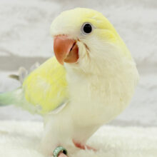 【動画更新🪄】レアカラー🫧もふっとフォルムが可愛すぎ💝オキナインコ(アクアブルーパリドイノオパーリン) ヒナ